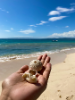 A student holds seashells on a beach along the Caribbean Sea.