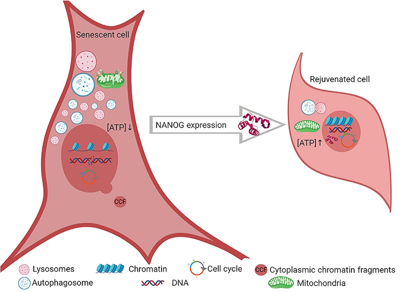 Illustration showing a senescent muscle cell, including the numerous factors that led to its declining ability to divide and grow. It also shows the same type of cell after the overexpression of NANOG, which reversed many of the factors.