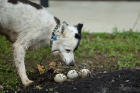 Bogey has found some Canada goose eggs.