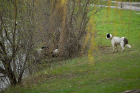 Bogey approaches some Canada geese on the shore of Lake LaSalle.