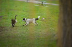 Bogey's job is to make the geese uncomfortable so they will move to less-populated areas.