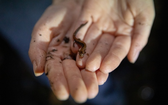 Students gather with Nicholas Henshue, in the department of Environment and Sustainability at the Letchworth Teaching Forest and the vernal ponds to find salamanders in April 2023. The salamanders appear in the spring after a string of warm days and a lot of rain. Photographer: Meredith Forrest Kulwicki. 