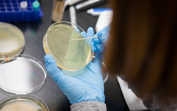 Undergraduate students learn CRISPR gene editing in the Biology lab of Nitasha Sehgal in Hochstetter Hall Photographer: Douglas Levere. 