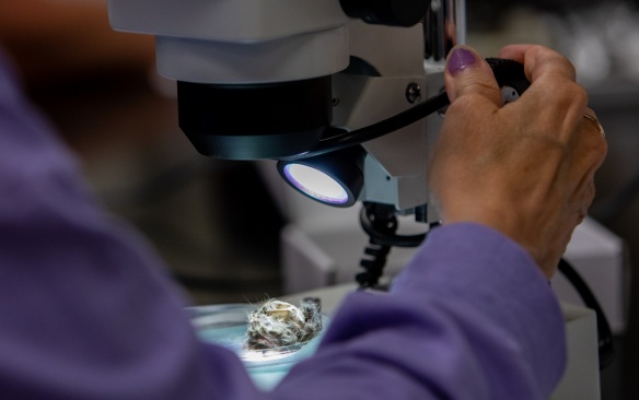 WNY area high and middle school teachers, attending the EarthEd Institute, in July 2022. In this session they are working with Ecology professor Nick Henshue in a research lab in Cooke Hall. Under the microscope is a dissected owl pellet. Photographer: Meredith Forrest Kulwicki. 