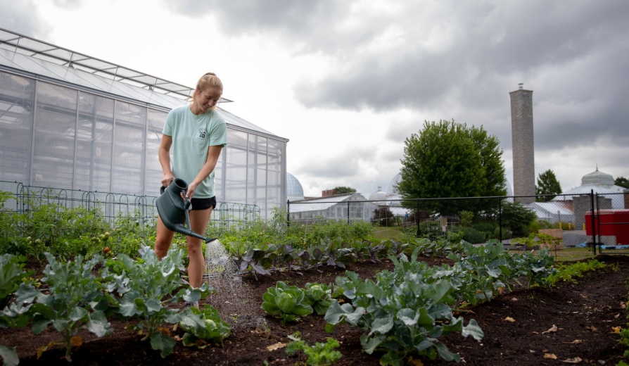 UB student Scout McLerran, a biology major, works in the community garden as an intern with the Buffalo and Erie County Botanical Gardens in August 2019 Photographer: Meredith Forrest Kulwicki. 