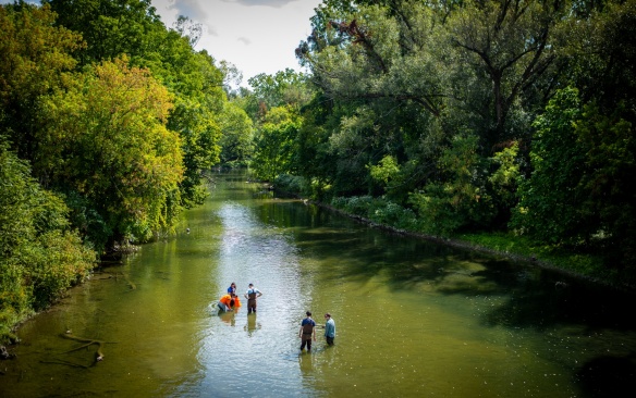 Corey Krabbenhoft, with the department of Biological Sicences conducts research in Ellicott Creek on North Campus in September 2023. Her team collected mussels from the creek. Photographer: Douglas Levere. 