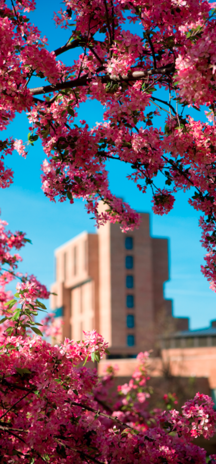 Spring blooms on North Campus. 