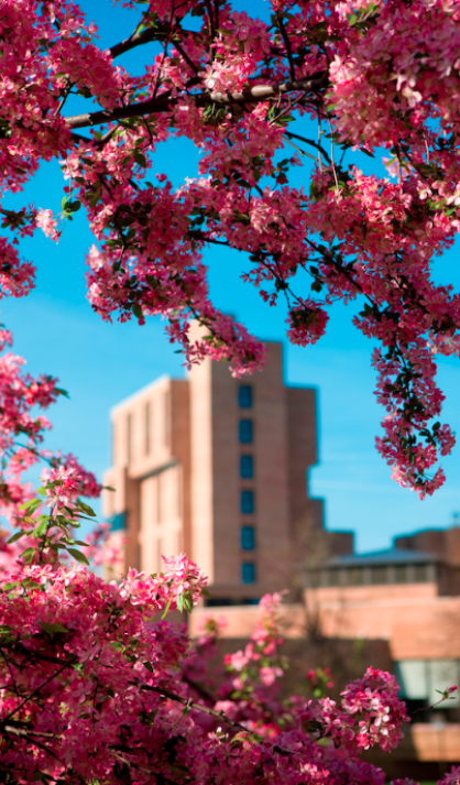 Spring blooms on North Campus. 