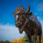 UB Buffalo Statue. 