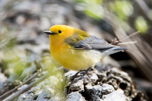 Closeup photo of a yellow bird. 