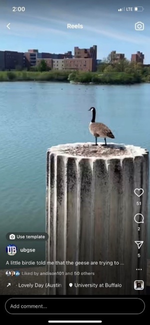 Screen shot of an Instagram Reel. A goose sitting on top of a pillar ruin, looking out over a lake. 