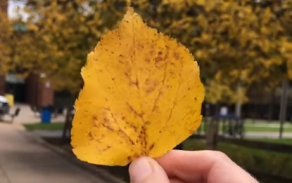 Hand holding an autumn leaf. 
