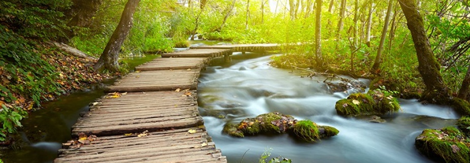 Peaceful path in the woods. 