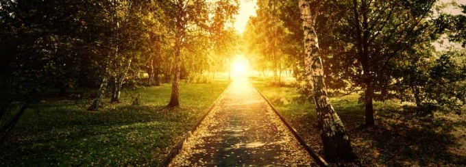 Sunlight on a wooded path. 