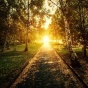 Sunlight on a wooded path. 