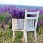Lavendar fields. 