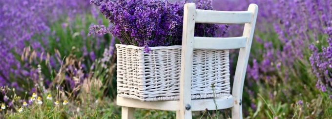 Lavendar fields. 