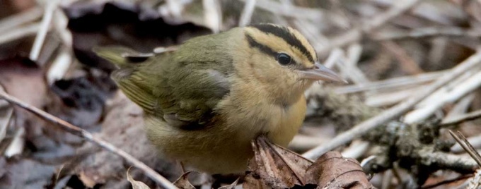 Image of a Warbler in leaves on the ground. 