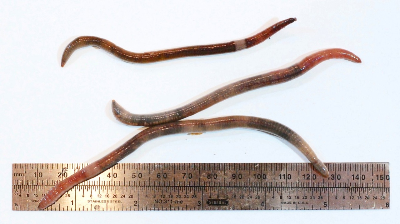 Zoom image: Earthworms belonging to the Amynthas species complex. Credit: Nick Henshue 