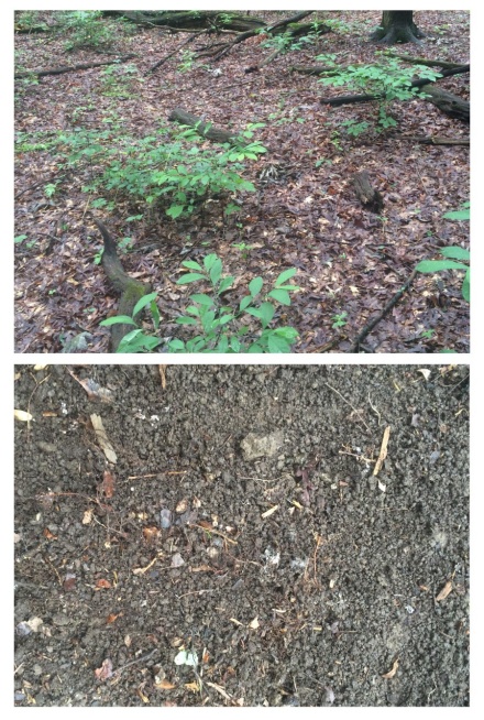 Zoom image: Jacobsburg State Park in Pennsylvania in June 2016 (top) and August 2016 (bottom). These photos, taken in the same clearing, show the damage that Amynthas spp. can do as summer progresses and more earthworms mature and their appetites grow. These earthworms gobble up leaf litter, which is vital to forests in the region. The bottom picture shows these earthworms&rsquo; calling card, says researcher Nick Henshue: granular castings resembling &ldquo;ground beef.&rdquo; Credit: Nick Henshue 