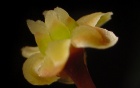 A cream-colored flower set against a black backdrop. 