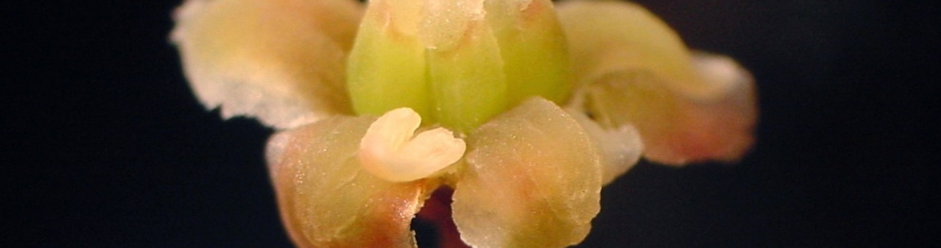A cream-colored Amborella flower against a dark background. 