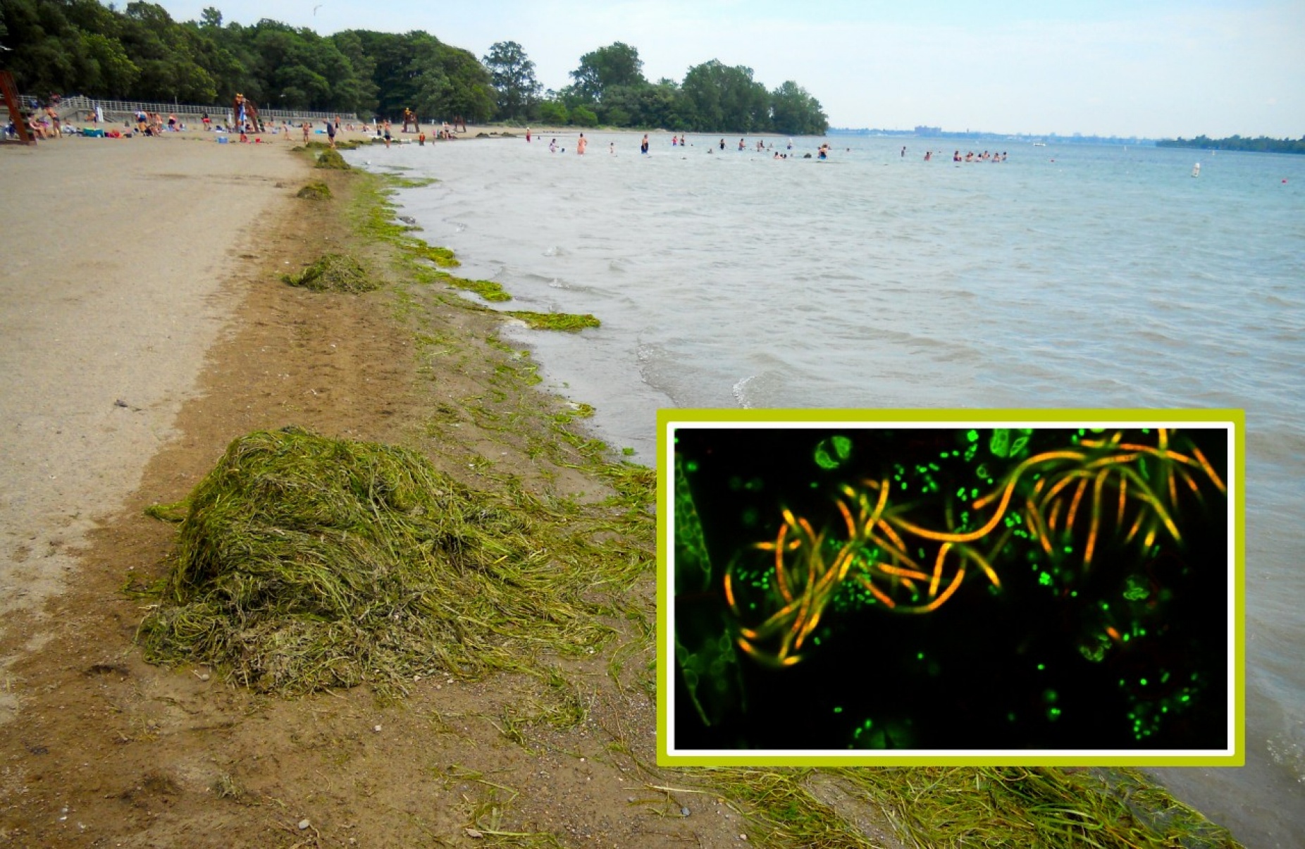 Algae and seaweed lining the shore of Lake Erie, with an inset picture of green algae blooms containing bacteria such as salmonella. 