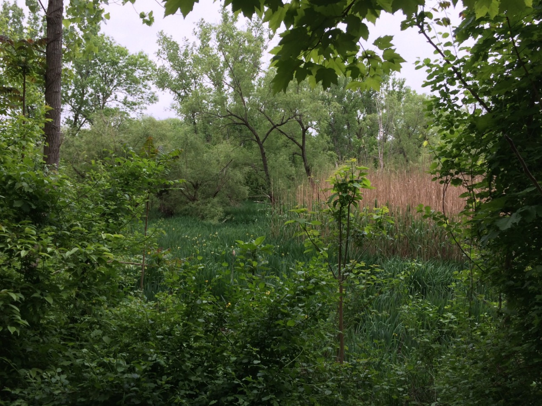 Trees and other foliage that make up the Arnold Arboretum of Harvard University.