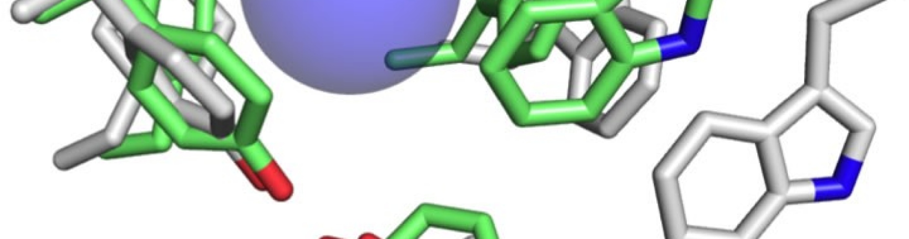 Auerbach neurotransmitter.