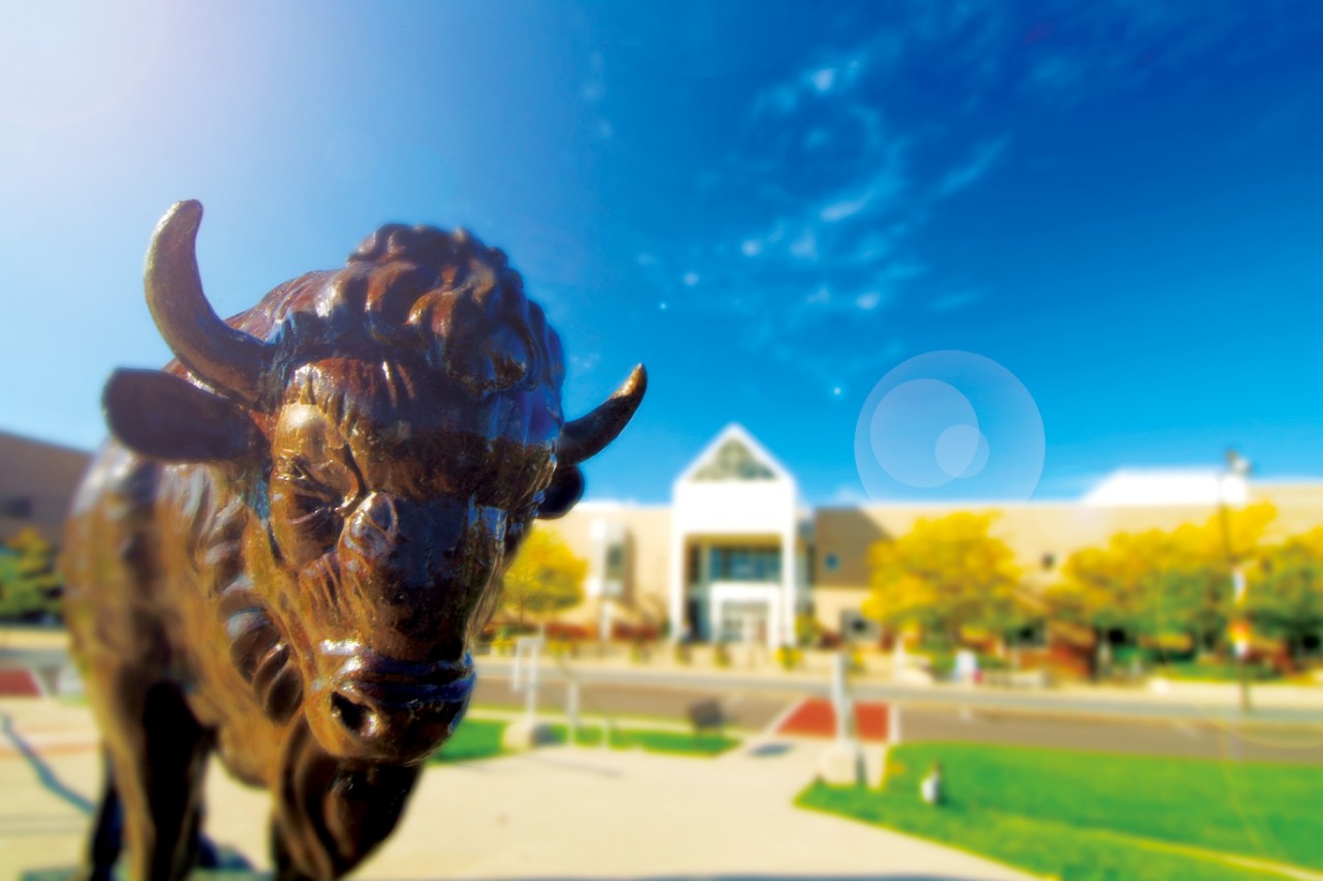 A Buffalo statue on UB's campus. 