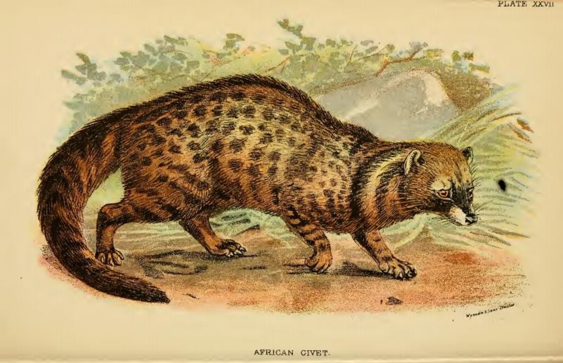 Color illustration of an African civet cat. 