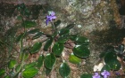 African Violets photographed in Kenya. 