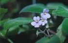 An African Violet with a light purple flower pictured in Tanzania. 
