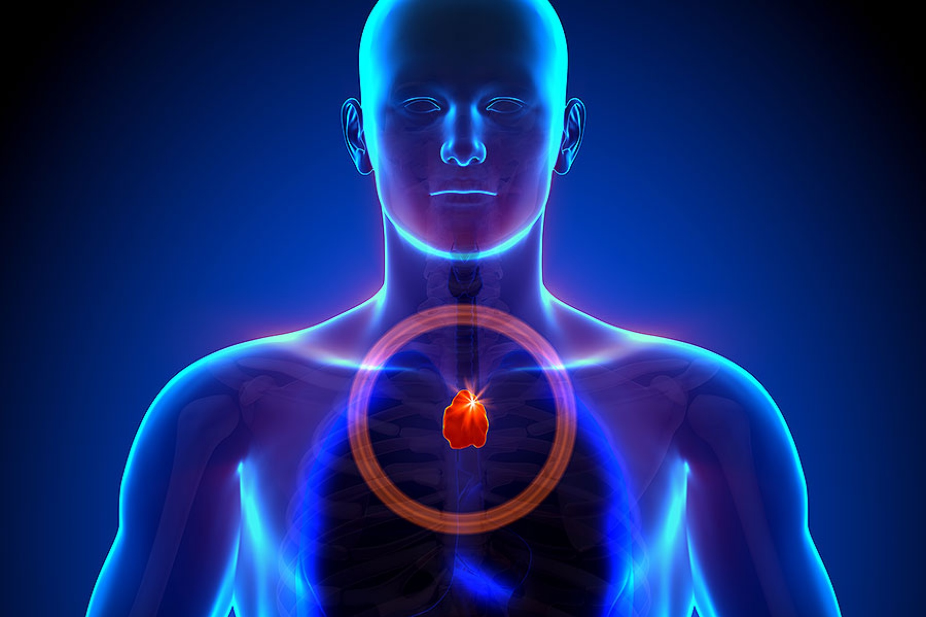 3D rendering of the thymus in the human body. 