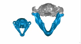 Zoom image: Digital, 3-D reconstructions show the skulls &mdash; including the jaws &mdash; of the roughly 15-pound common otter Lutra lutra (left), and the roughly 110-pound Siamogale melilutra, a giant prehistoric otter with a surprisingly powerful bite (right). Credit: Z. Jack Tseng 
