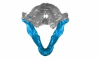 Frontal view of a digital reconstruction of an otter jaw. 