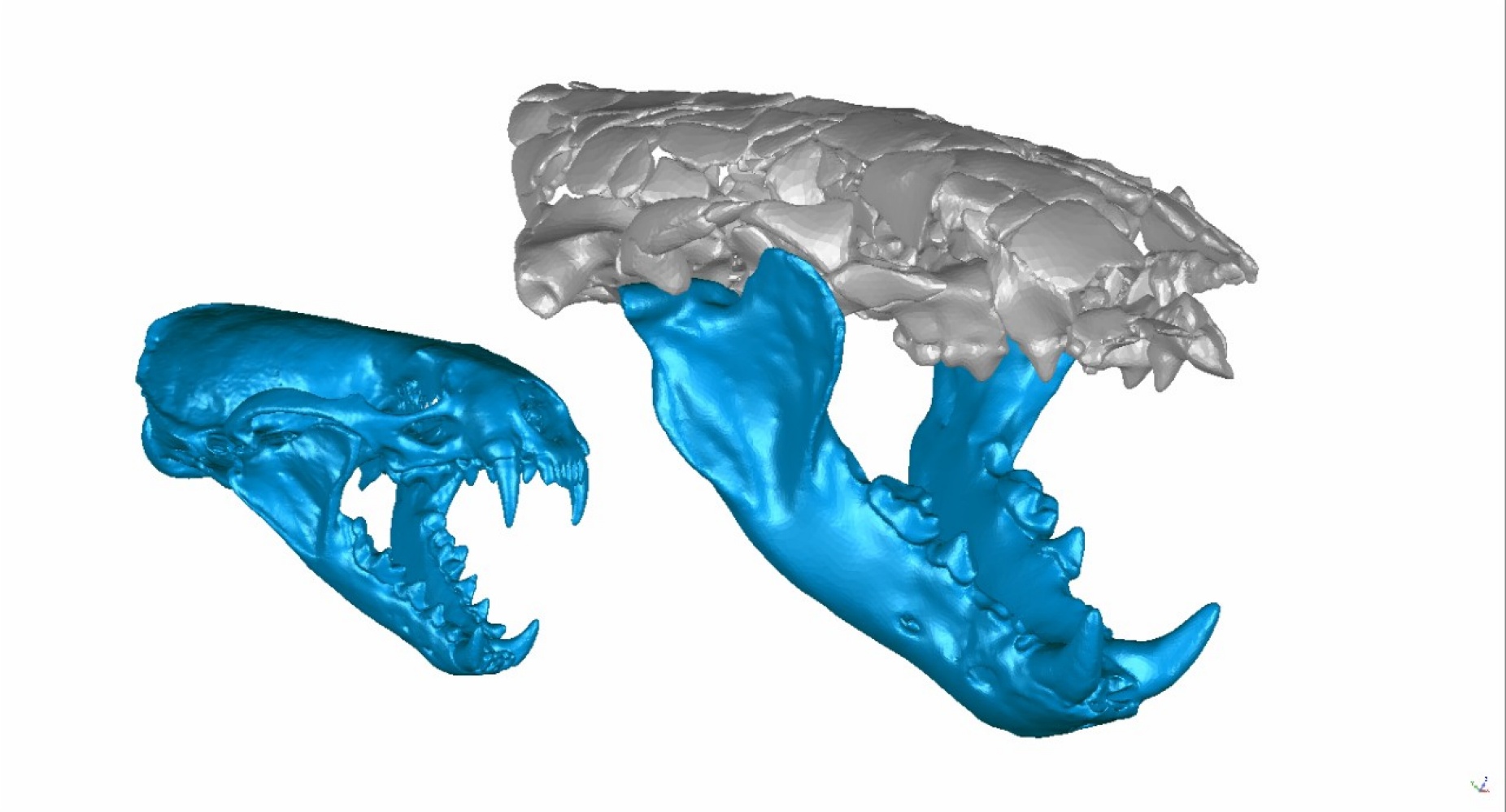 A digital reconstruction of two otter skulls side by side, with the one on the left being much smaller. 