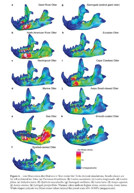 Zoom image: Heat maps show the location of weak spots (red and white) on the jaws of various otter species in biting simulations. The jaw of Siamogale melilutra, the giant prehistoric otter, (upper right-hand corner) has few weaknesses. Credit: Tseng et al., Scientific Reports, 2017 