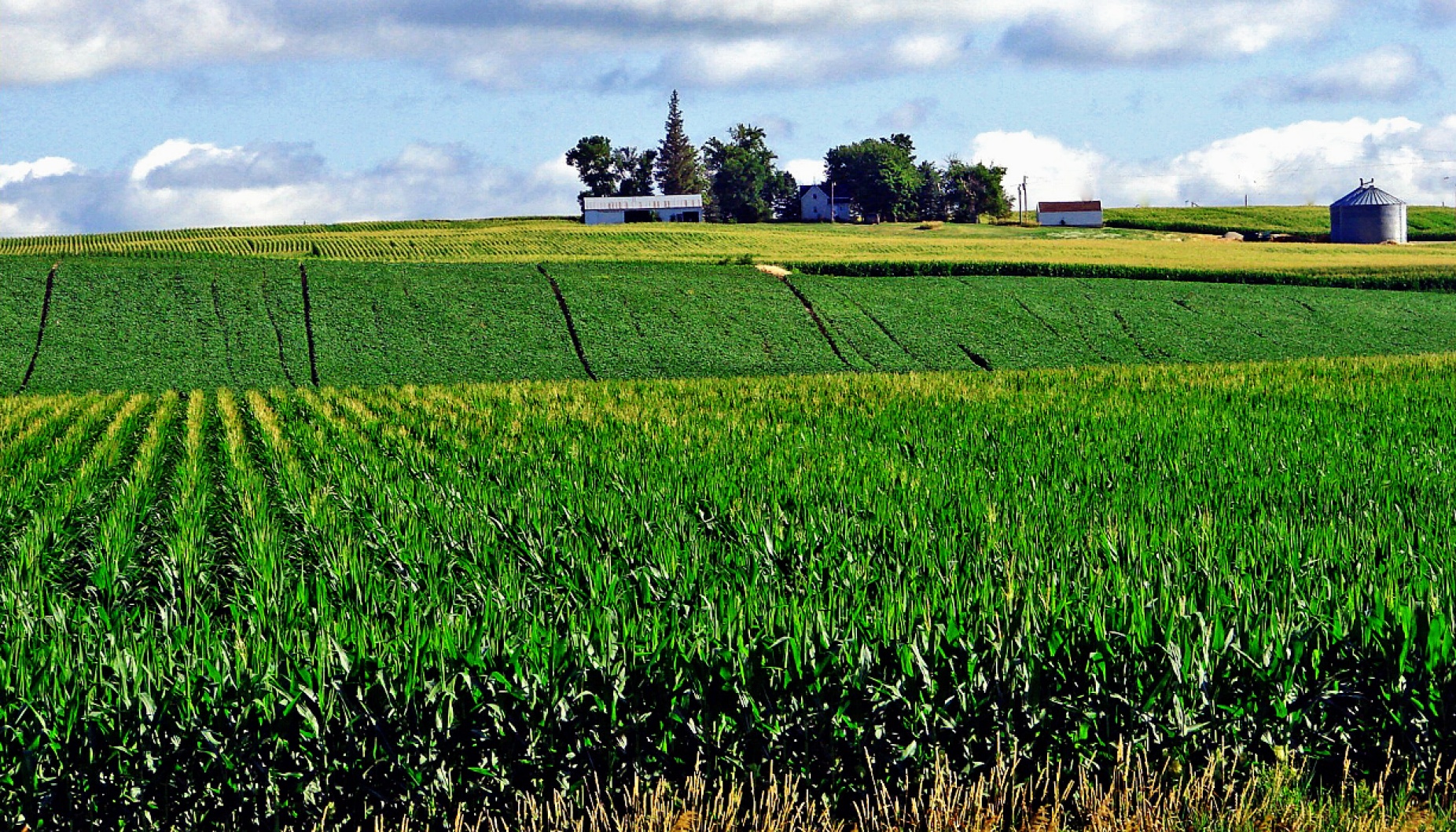 Corn field in Iowa. 