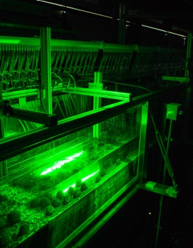 mussel flume illuminated by lasers. 