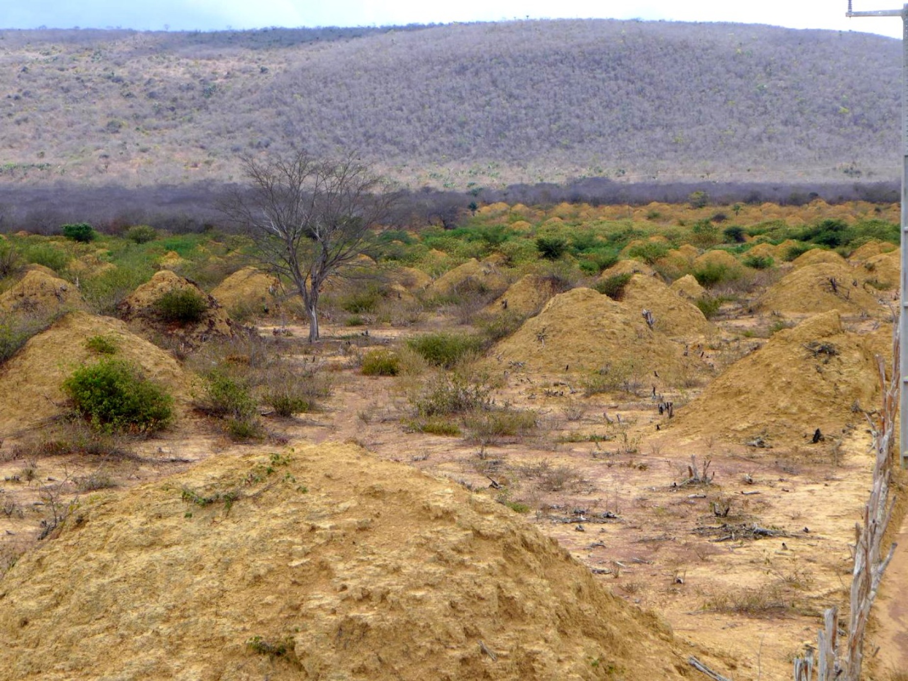Large, earthen mounds on an otherwise flat landscape. 