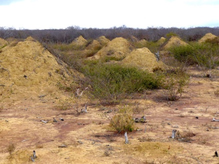 Zoom image: This image shows mound fields. The mounds are found in dense, low, dry forest caatinga vegetation and can be seen when the land is cleared for pasture. Credit: Roy Funch 