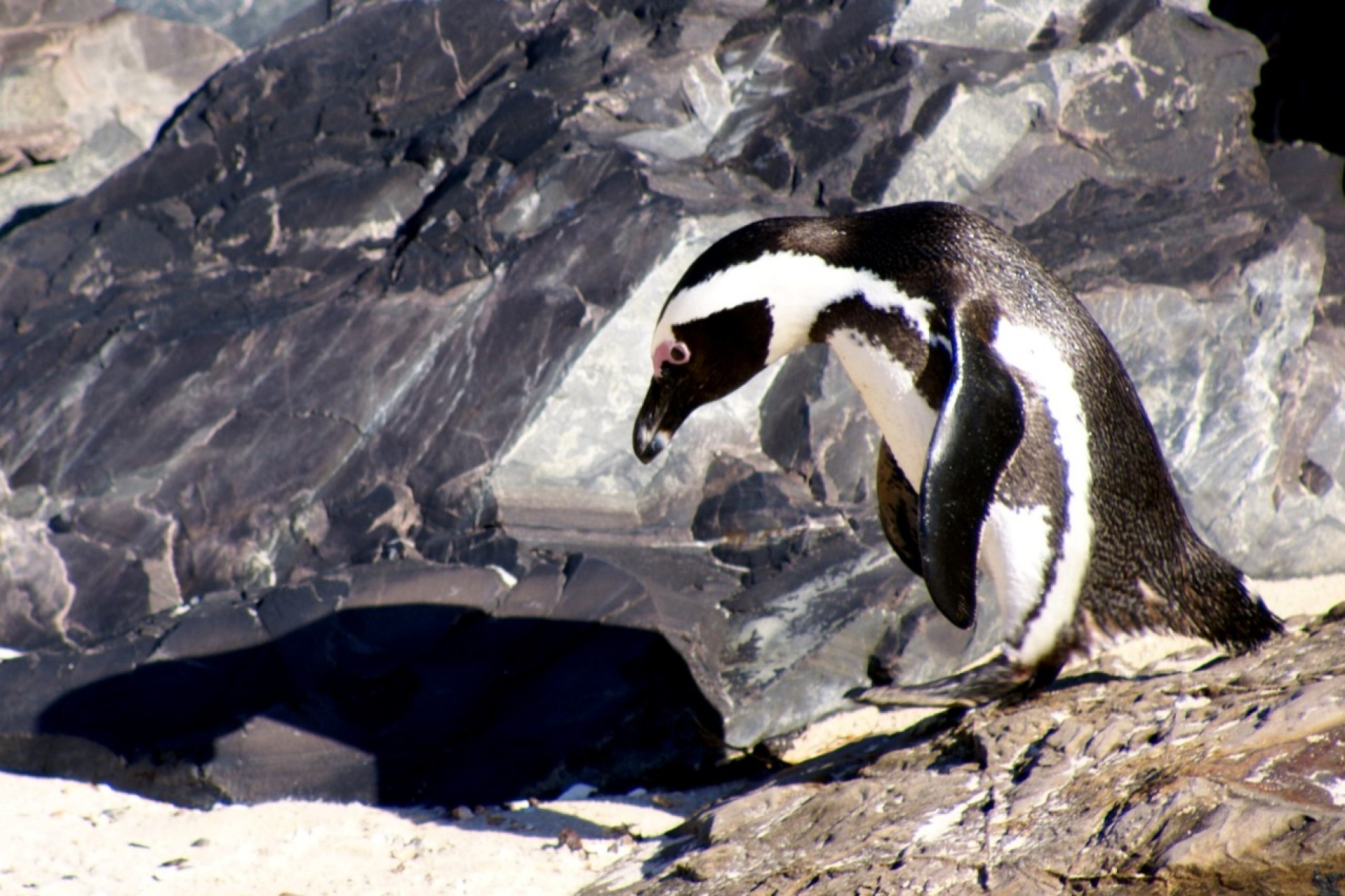 A penguin in a rocky landscape. 