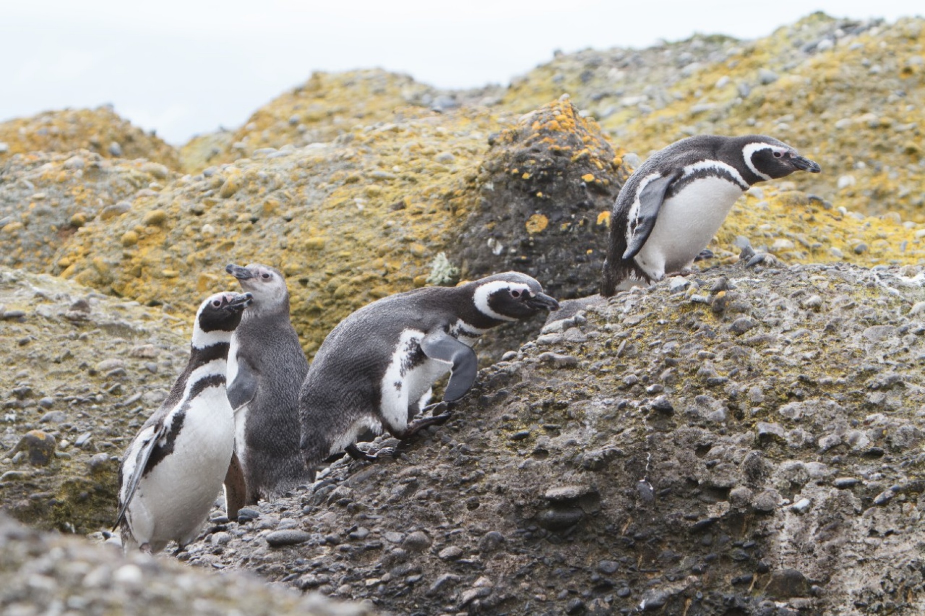 Penguins, large and small, walking in a group. 