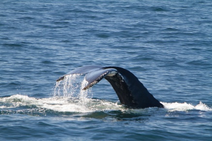 A whale tale in water. 