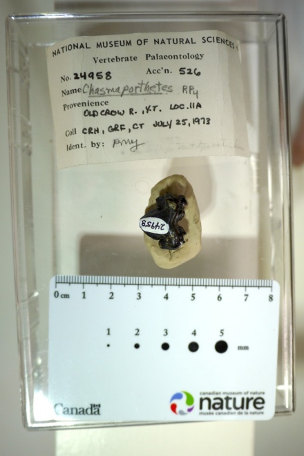 Zoom image: This ice age fossil tooth &mdash; tucked away for years in the collections of the Canadian Museum of Nature &mdash; belonged to the &ldquo;running hyena&rdquo; Chasmaporthetes, according to a new University at Buffalo-led study. This tooth, found in 1973, and one other are the first known hyena fossils found in the Arctic. Credit: Jack Tseng 
