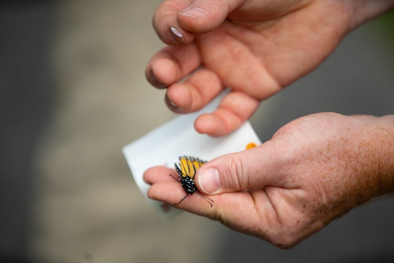 Zoom image: In an ecological methods course taught by Nicholas Henshue, clinical assistant professor in the UB Department of Environment and Sustainability, students placed stickers on the wings of monarch butterflies to help track the species' spectacular migration. These lightweight tags were designed by Monarch Watch program for tagging monarchs and do not interfere with flight or otherwise harm the butterflies when applied correctly, according to the program. Credit: Douglas Levere / University at Buffalo 
