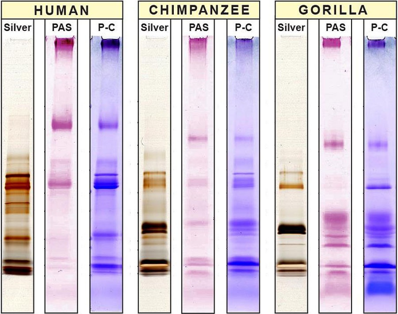 Charts showing the differences between the saliva of humans, chimpanzees and gorillas.