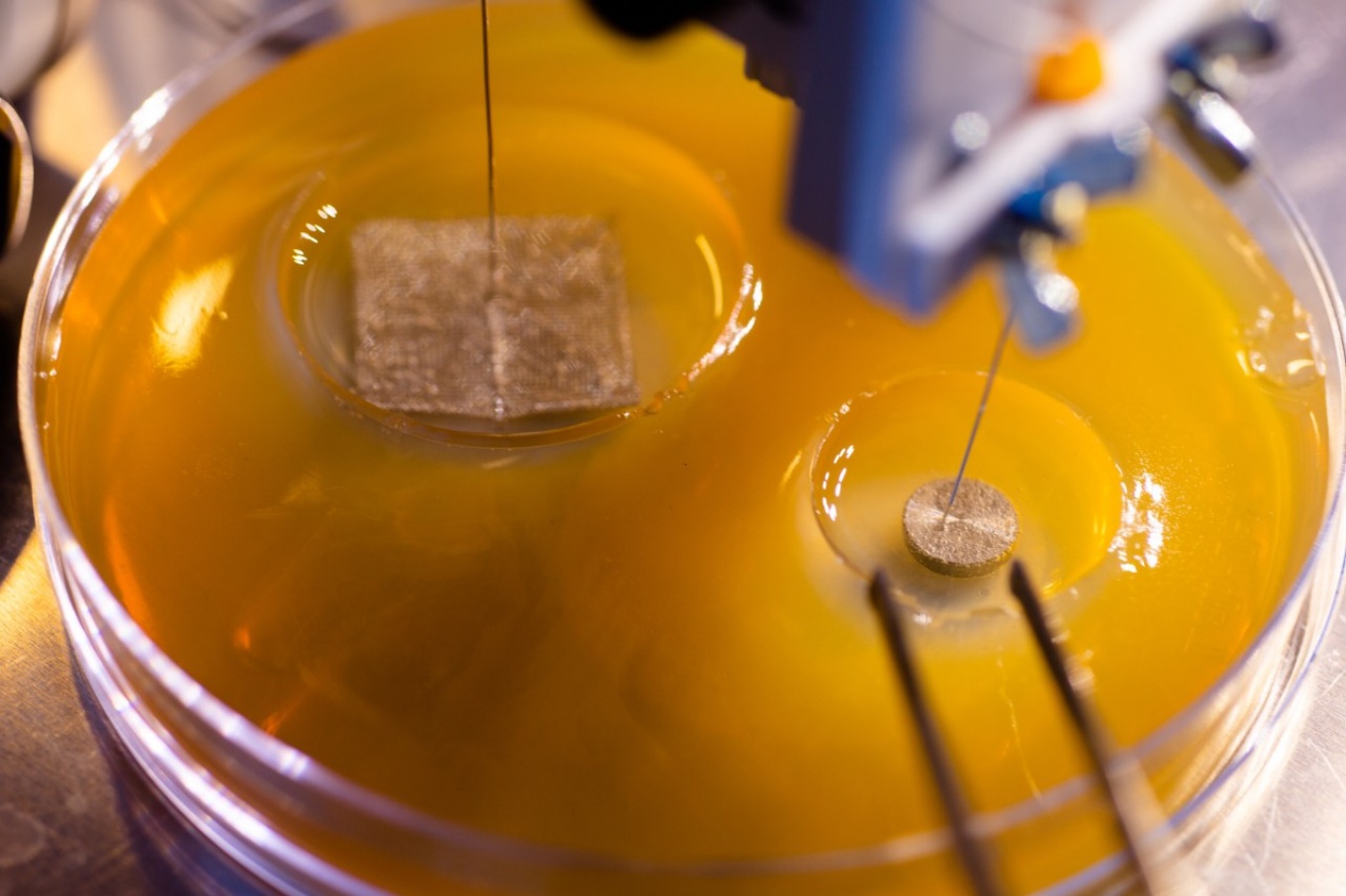 Zoom image: The electrical stimulation technique that BioPrax™ employs to treat infections is tested in the lab in an in vitro environment. Credit: Douglas Levere / University at Buffalo 