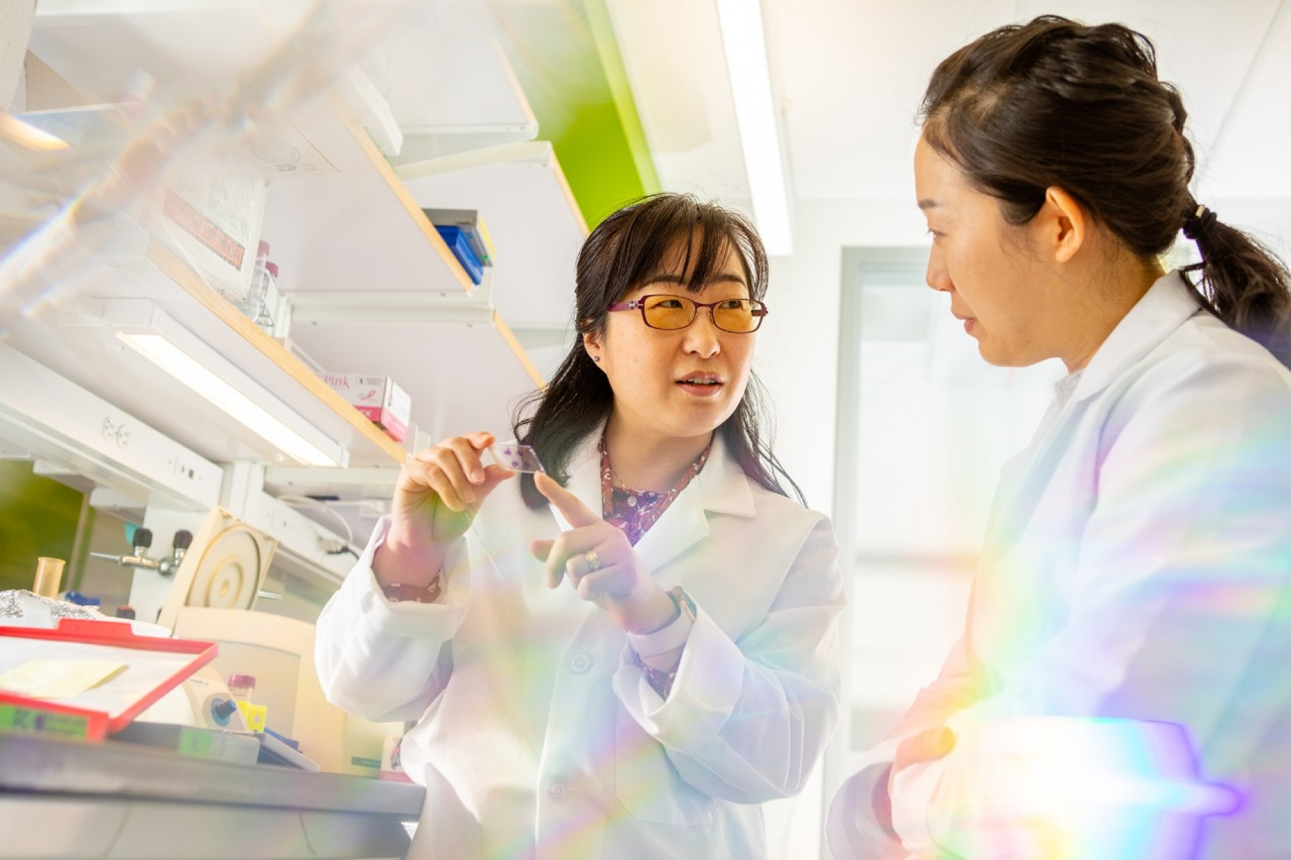 Zoom image: UB biological sciences faculty member Soo-Kyung Lee, left, and UB biological sciences researcher Younjung Park work in the lab. Lee is Empire Innovation Professor and Om P. Bahl Endowed Professor of Biological Sciences at UB. Credit: Douglas Levere / University at Buffalo. View and download additional photos. 
